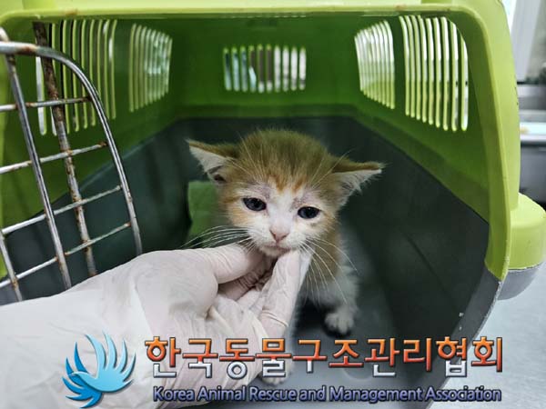 보호중 한국 고양이…